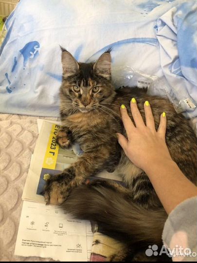 Мейн-кун котенок