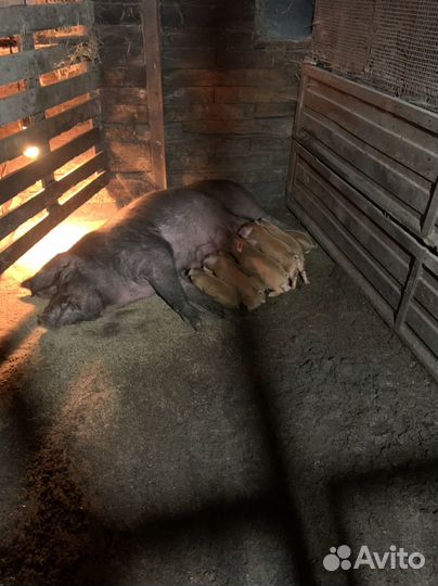 Поросята породы дюрок