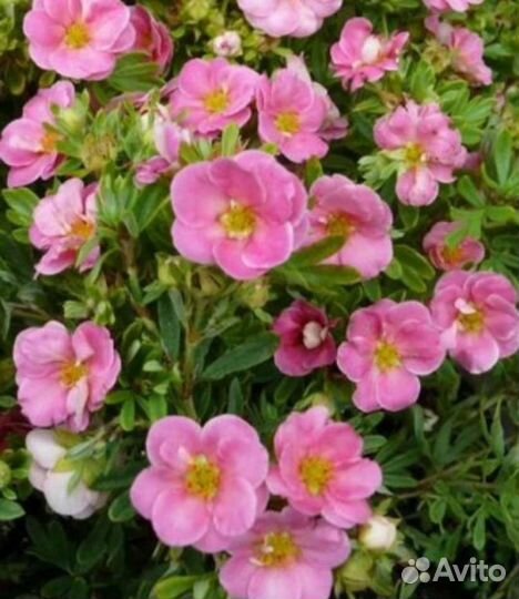 Лапчатка кустарниковая