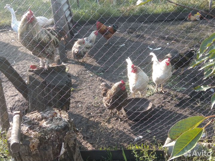 Молодые петушки