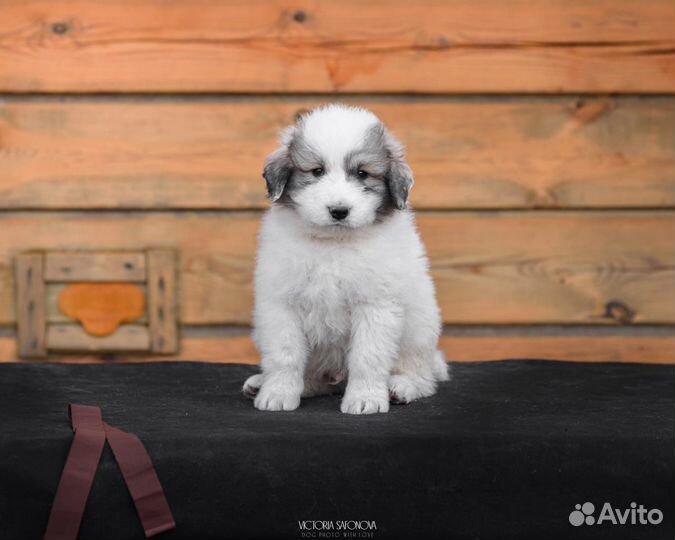 Щенята Пиренея