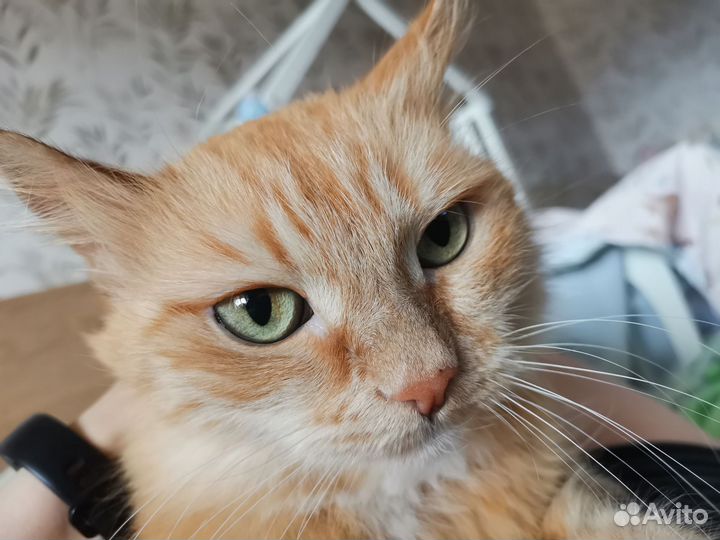 Сомалийская кошка