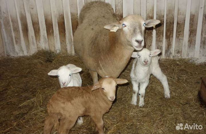 Катумские и Романовские овцы