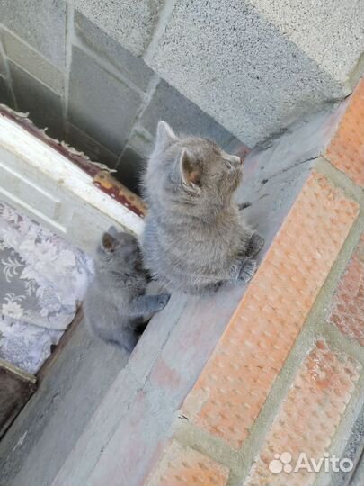 Кошка в дар