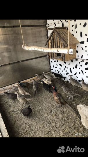 Серебряный фазан