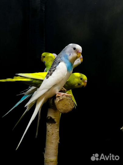 Волнистый попугай птенцы