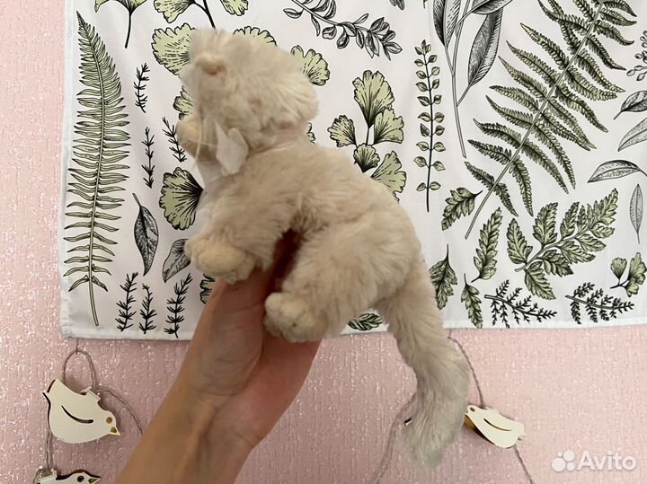 Bukowski мягкая игрушка little cuccio котенок