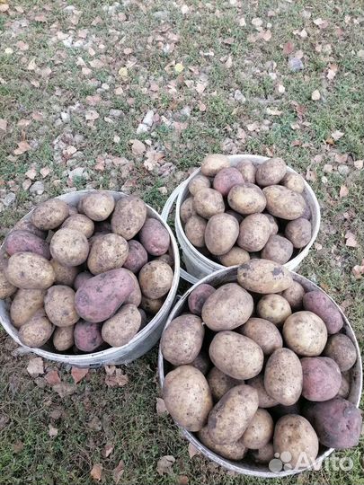 Продам картофель