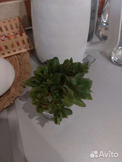 Комнатные цветы каланхоэ