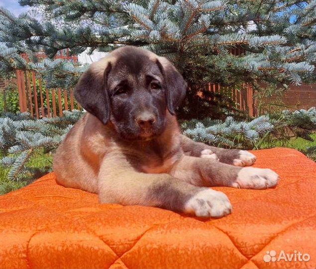 Щенки Турецкого кангала