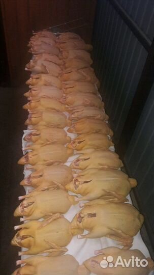 Куры домашние