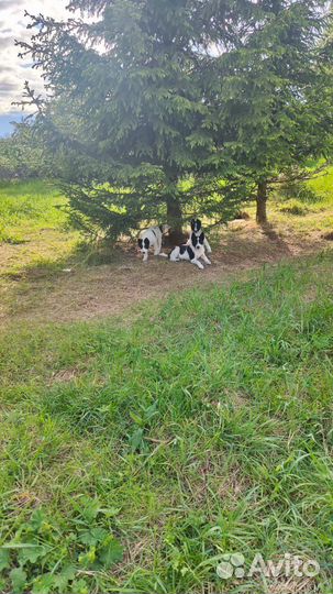 Осталась одна девочка