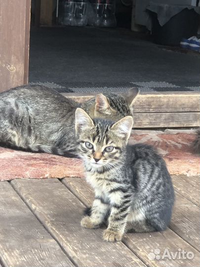 Котята бесплатно