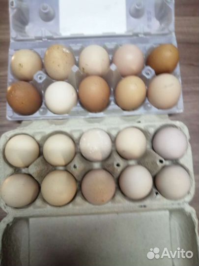 Домашние куриные яйца свежие