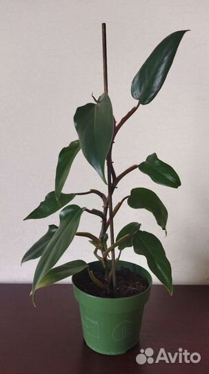 Филодендрон краснеющий