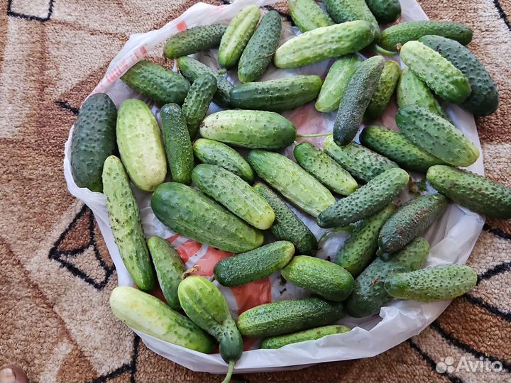 Огурцы свежие