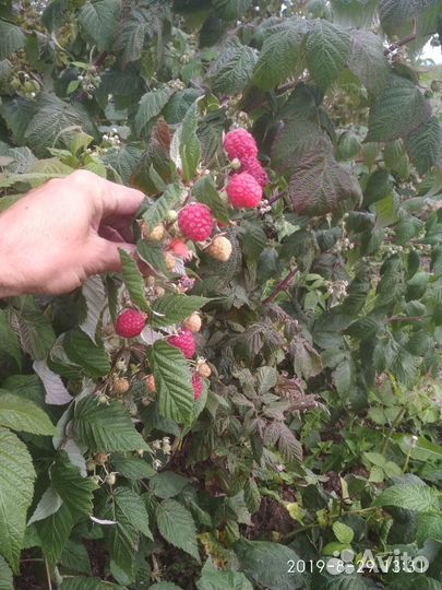 Туи, яблони, груши, сливы, вишни, крыжовник и др