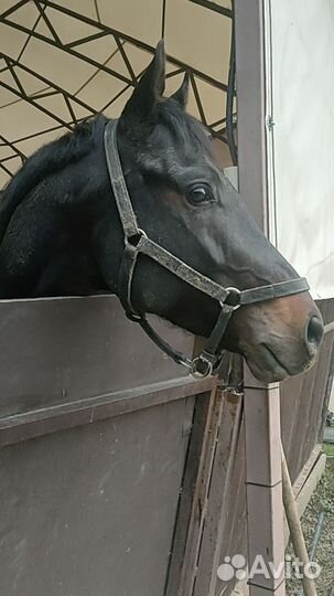 Аренда лошади. Катание на частной лошадке