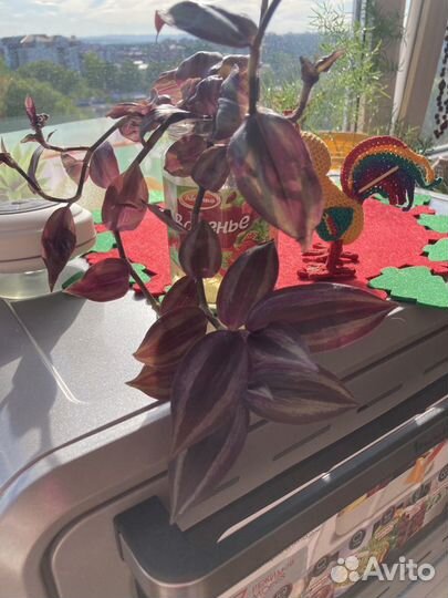 Очень красивая Традесканции три вида