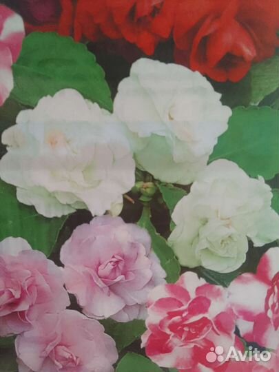 Комнатные цветы