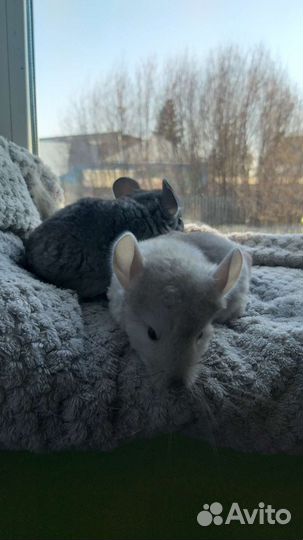 Шиншилла