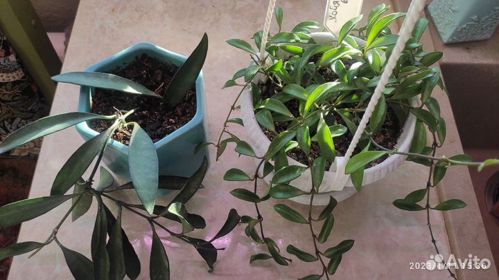 Комнатные растения ч.2:Хойя,церопегия,дисхидия идр