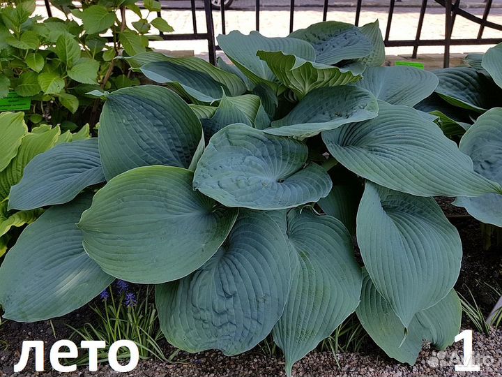 Хосты саженцы