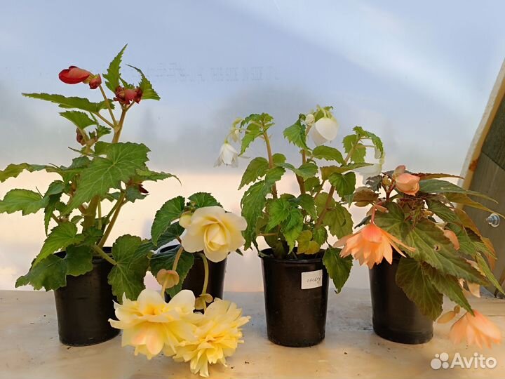 Бегония ампельная беликония