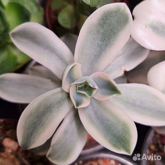 Суккуленты (эчеверии, граптоверии и др.) #1