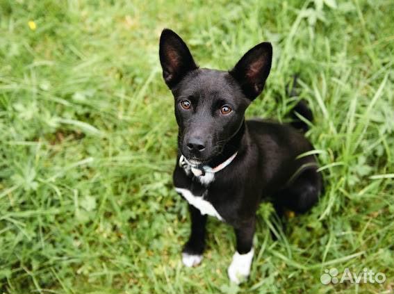 Щенки басенджи