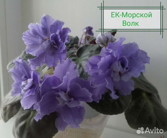 Сортовые фиалки