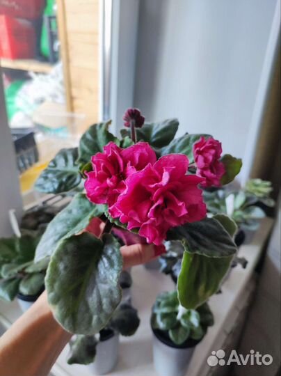 Фиалка сортовая ягода малина