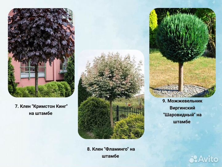 Растения на штамбе для вашего участка