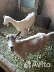 Зааненская дойная коза