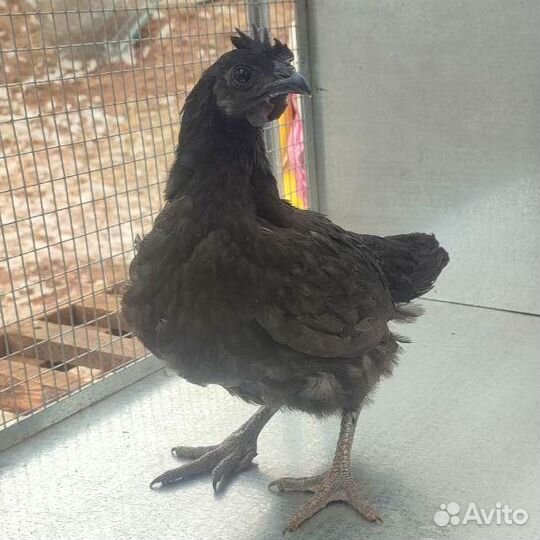 Петушки 2 месяца