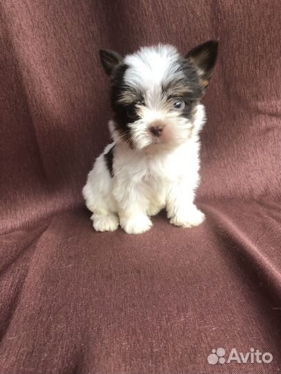 Щенки цветного йорка