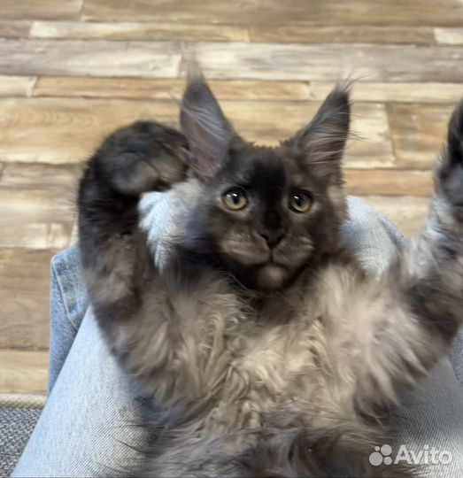 Мейн-кун котик Тэд