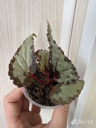 Редкая бегония U-676 (Kapuas Hulu)