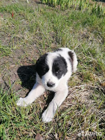 Щенки азиаты