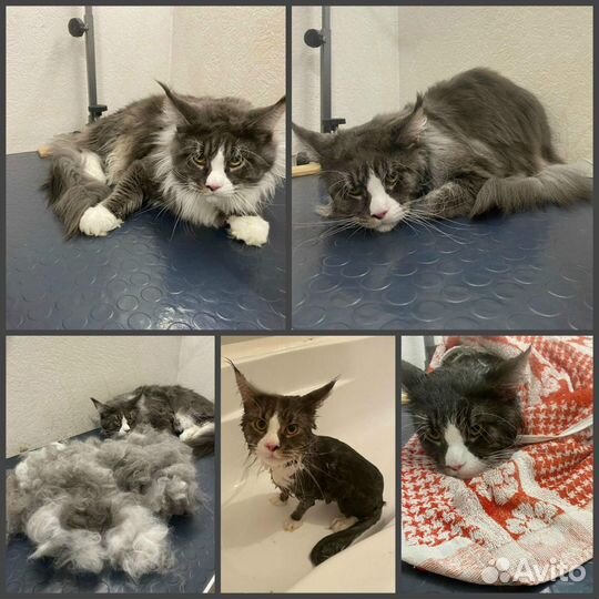 Груминг кошек