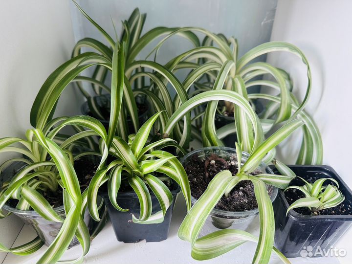 Хлорофитум Бонни кудрявый