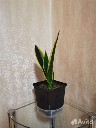 Сансевиерия