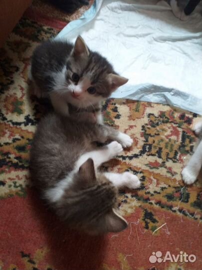 Котята