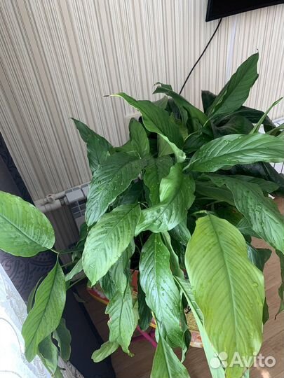 Спатифиллум и эухарис