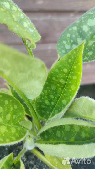 Медуница сахарная лат. Pulmonaria saccharata