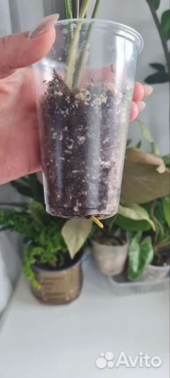 Сингониум Т 25