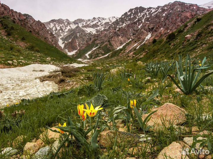 Экскурсия — Самарканд — Тюльпаны И Горы Самарканда