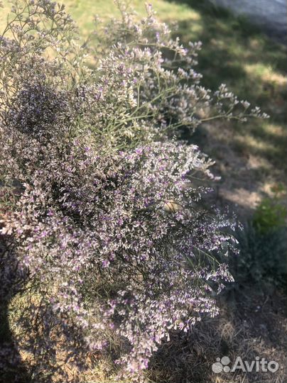 Сухоцветы для декора