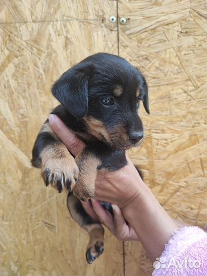 Маленькая порода собак