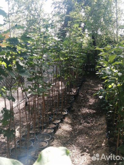 Саженцы клёна канадского